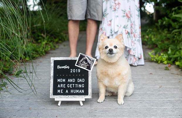 Adorable Pregnancy Announcement with a Pet